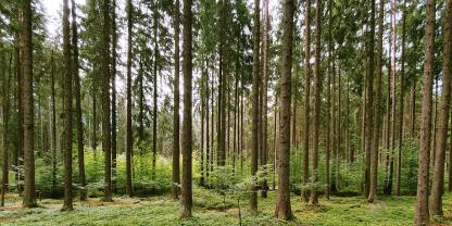 Eine Gesamtansicht der direkt benachbarten Forschungsstreifen