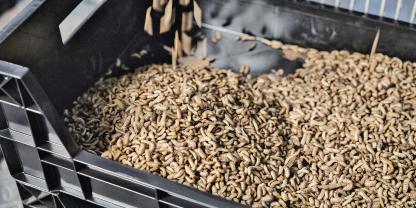 Die Larven der Schwarzen Soldatenfliege enthalten bis zu 50 Prozent Protein in der Trockenmasse und sind damit ein hochwertiges Eiweißfutter.
