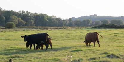 Es gibt Änderungen im Mehrfachantrag für 2026, die das Grünland und damit GLÖZ 1 betreffen.