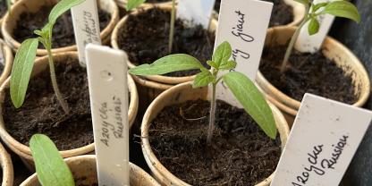 Nach dem Pikieren haben die Sämlinge mehr Platz und ein größeres Nährstoffangebot - optimale Voraussetzungen, um sich zu einer fitten Jungpflanze zu entwickeln!