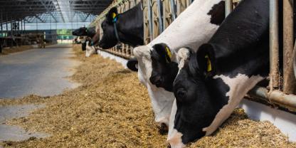 Worauf es am Futtertisch ankommt: eine glatte, hygienische Oberfläche, ausreichende Breite der Fresszone und robuste Materialien für den täglichen Einsatz (Symbolbild).