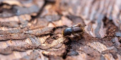 Bevor die Borkenkäfer demnächst ausfliegen, müssen jetzt noch schnell Resthölzer und Käferbäume aufgearbeitet werden.