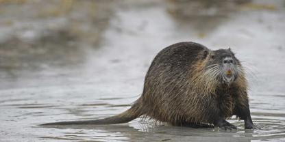 Der Umgang mit Nutria in Hamburg sorgt für Diskussionen.