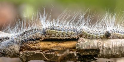 In Reih und Glied erobern Raupen des Eichenprozessionsspinners vornehmlich Eichen. Ihre anfangs langen Haare sind noch nicht giftig. Erst ab der dritten Häutung verwandeln sie sich in Brennhaare.
