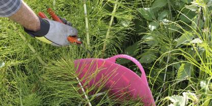 Schachtelhalmbrühe und -sud enthalten viel Silikat in Form von Kieselsäure. Gegossen stabilisieren sie die Pflanzenzellen.