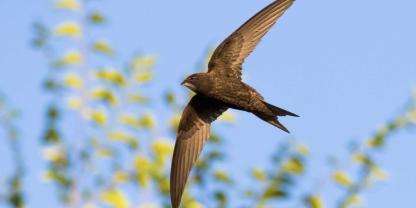 Mauersegler verbringen die meiste Zeit ihres Lebens in der Luft.