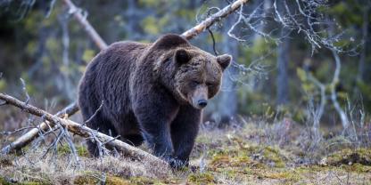 Die Bärenpopulation in den Pyrenäen ist zunehmend von Inzucht bedroht (Symbolbild).