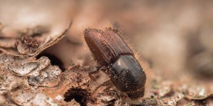 Winterpause vorbei: Der Schwärmflug der Buchdrucker hat in Regionen bis etwa 600 m ü. nn begonnen.