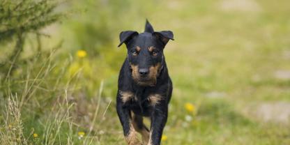 Ein Deutscher Jagdterrier ist an den Folgen eines Giftköders gestorben. Der Hundeführer hat eine schlimme Vermutung, wo das Tier den Köder aufgenommen haben könnte (Symbolbild).