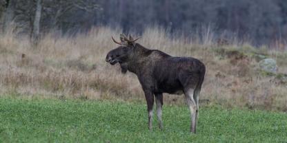 Vom Sofa aus Elchen beim Wandern zusehen? Das ist dank des schwedischen Fernsehens möglich.