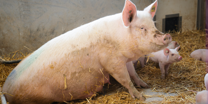 Tierwohl braucht passende Genetik