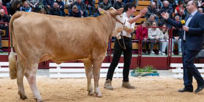 Fleckvieh-Jungkuh auf Tierschau