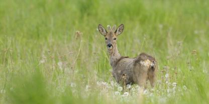 In Bayern verirrte sich ein Rehbock in einen Zoo.