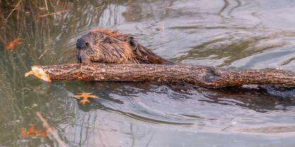 In Sachsen-Anhalt hat sich der Biber vor allem entlang der Elbe ausgebreitet.