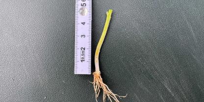 EC-Stadien im Getreide zu bestimmen, kann Landwirte auch in die Irre führen.