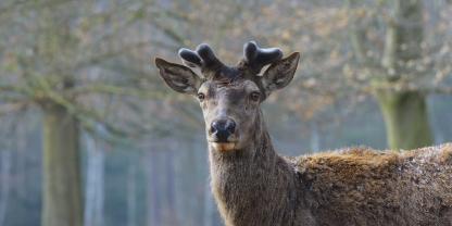 EIn Bielefelder Tierpark sucht nach seinem entlaufenen Rothirsch (Symbolfoto).