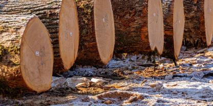 Die Eichen in Arnstein erzielten durchschnittlich 1.078 €/Fm.