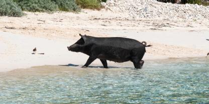 Die Strände in Kroatien werden zusehend von Wildschweinen heimgesucht – und das vor der Urlaubssaison (Symbolbild).