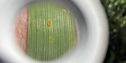 Sporuliernde Braunrostpustel unter einer Lupe