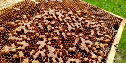 Die buckeligen Zelldeckel und das unregelmäßige Brutbild sind ein deutliches Zeichen für drohnenbrütige Völker.