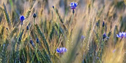 Kornblumen im Getreide. Ein Farbklecks und Ausdruck der Biodiversität der Kulturlandschaft.