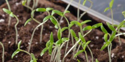 Jungpflanzen schießen mitunter unkontrolliert in die Höhe und bilden dünne Triebe – genau das, was während der Anzucht eigenlich nicht passieren soll.