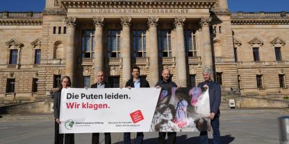 Das Bundesverwaltungsgericht hat der Klage der Albert Schweitzer Stiftung für unsere Mitwelt Recht gegeben und stellt die deutsche Putenmast in ihrer bisherigen Form in Frage.