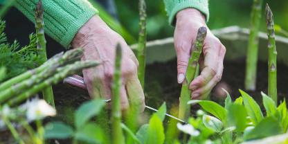 Grünspargel wird im Hochbeet geerntet.