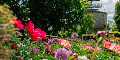 Wo Verantwortung Wurzeln schlägt