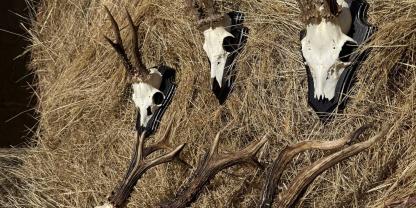 Die Unterschiede bei der Gehörnausprägung sind beim Rehwild teilweise sehr groß.