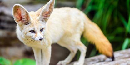 Ein besonderes Merkmal des Fenneks: seine großen Ohren.