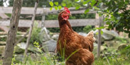 Die eigenen, frischen Eier zum Sonntagsfrühstück ist der Traum vieler Leute. Dabei gibt es bei den handlichen Tieren dennoch einiges zu beachten.