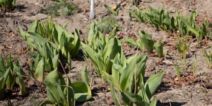 Tulpenblüte Fehlanzeige: Warum Tulpen nicht blühen wollen
