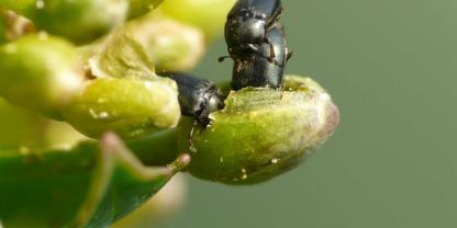 Rapsglanzkäfer Reifungsfraß