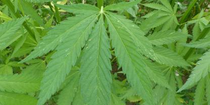 Hanf als Dünger? Ein Forscherteam arbeitet daran und erhofft sich viele Vorteile für die Anwender.