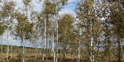 Ein lockerer Bewuchs von Moorbirken wie im nahe gelegenen Naturschutzgebiet Mecklenbruch streben die Wissenschaftler und Fördert auch im Wildenkiel an.