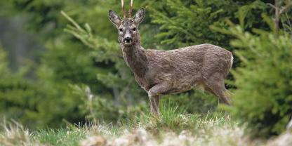Ursache für die beschriebenen Abnormitäten könnten hormonelle Störungen sein.