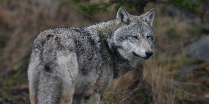 In Vorarlberg dürfen Wölfe künftig unter bestimmten Voraussetzungen auch präventiv abgeschossen werden (Symbolbild).