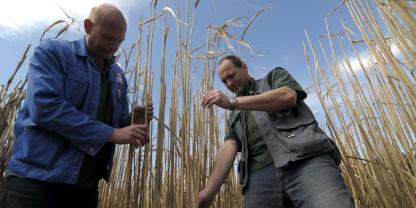 Landwirte können Miscanthus in Wasserschutzgebieten, aber auch in Sand- und Moorstandorten anbauen