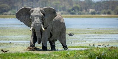 In Gabun trampelten Elefanten einen US-amerikanischen Jäger und Millionär tot (Symbolbild).