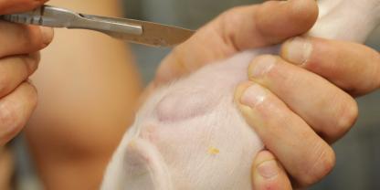 Bis 2030 will die dänische Schweinebranche komplett aus der chirurgischen Kastration von Ferkeln aussteigen.