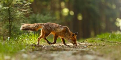 Die vermeintlichen Giftköder stellten sich als Futter für Füchse heraus.