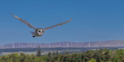 Eulen sind für ihren nahezu lautlosen Flug bekannt. Dieser ist auf die feinen Zacken an ihren Flügeln zurückzuführen. Genau dieses Prinzip setzt ein Start-up bei Windrädern ein.