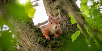 Eichhörnchen sind putzig, gern gesehen und werden manchmal, eher versehentlich, zu kleinen Baumpflanzern.