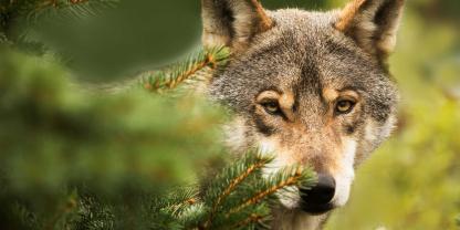 Bereits am Wochenende bewegte sich der Wolf immer weiter in die Stadt Hamburg hinein statt wieder hinaus.