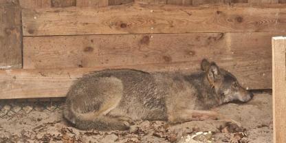 Der Wolf hat einige oberflächliche Verletzungen bei seinem Ausflug in die Großstadt erlitten.