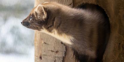 In Hessen zankt man sich über die neue Jagdgesetz-Novelle.