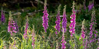 Roter Fingerhut, der in einem halbschattigen Beet wächststen.