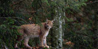 Aus Baden-Württemberg wanderte ein Luchs in die Schweiz (Symbolbild).