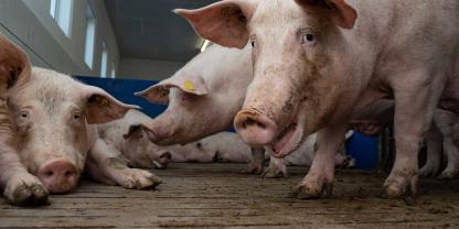 Mehr Platz und bessere Leistung im Sauenstall: Der Betrieb Kläne-Menke zeigt, wie Innovation im Schweinestall Wirtschaftlichkeit sichert.